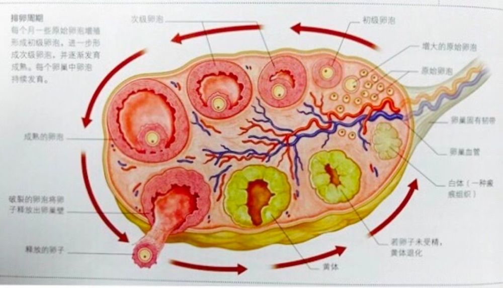 兰州借卵试管婴儿最好医院排名前十